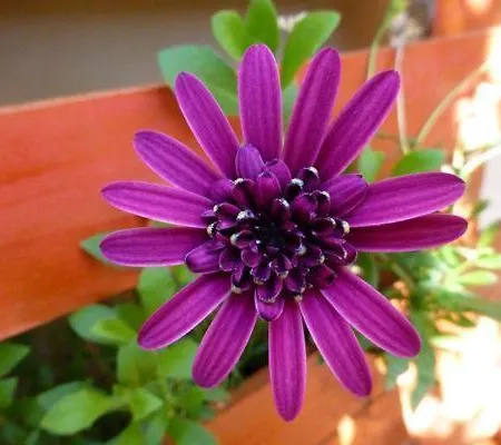 Garden Fiorella * Cinisi