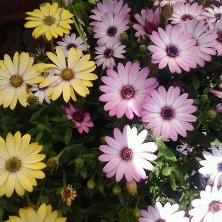 Accommodatie bij particulieren Garden Fiorella