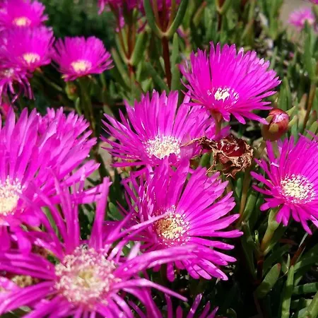 Garden Fiorella *